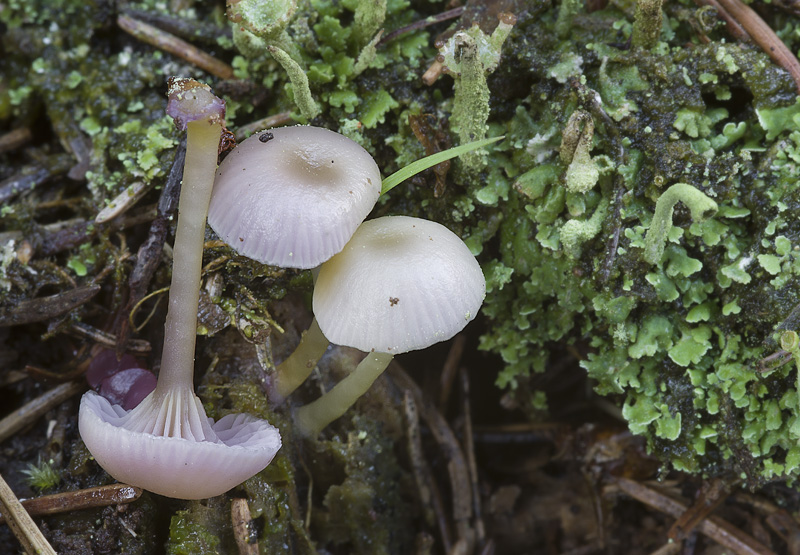 Chromosera cyanophylla